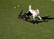Thumbnail 18 of 28 - Two Dogs Running