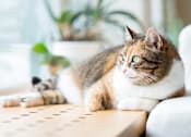 Thumbnail 20 of 28 - a cat laying on a table next to a window at The Bosk Apartment Homes, Woodbury, MN