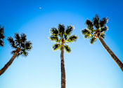 Thumbnail 13 of 55 - Tall palm trees at Bautista Apartments, Arizona