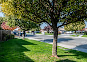 Thumbnail 11 of 15 - a tree on the side of a street