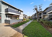 Thumbnail 5 of 7 - A tree stands in the middle of a grassy area between two apartment buildings.