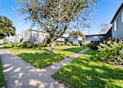Thumbnail 1 of 7 - A tree in a grassy area with a concrete walkway.