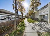 Thumbnail 3 of 5 - A sunny day in a residential area with a sidewalk and trees.