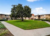 Thumbnail 1 of 16 - A tree in a grassy area in front of apartment buildings.