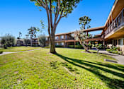 Thumbnail 10 of 28 - A tree in a grassy area in front of apartment buildings.