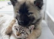 Thumbnail 25 of 25 - Taymil Yarmouth Pointe Pet Friendly