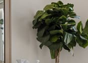 Thumbnail 19 of 30 - a dresser with a plant on it next to a mirror at Tivoli Green Apartments & Townhomes, Mount Pleasant, WI