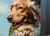 Thumbnail 3 of 15 - a dog sticking its head out of a car window