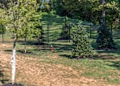 Thumbnail 36 of 39 - A small tree is planted in a grassy area.