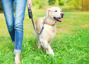 Thumbnail 37 of 42 - a person walking a dog on a leash