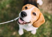Thumbnail 42 of 42 - a brown and white dog on a leash