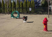 Thumbnail 35 of 47 - a black and white dog standing next to a red fire hydrant
