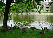 Thumbnail 6 of 43 - A group of geese are standing on the grass by a pond.