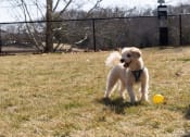 Thumbnail 14 of 33 - a dog playing with a ball in a field at The Residences at Tesson Ridge, Saint Louis