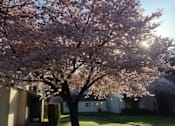 Thumbnail 17 of 40 - Sawyer Pointe Apartments - Scappoose, Oregon