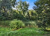 Thumbnail 14 of 59 - A lush green forest with a clear blue sky above.