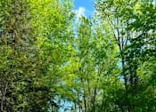 Thumbnail 53 of 59 - A tree-lined road stretches into the distance.