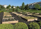 Thumbnail 7 of 21 - A garden with rows of plants and shrubs.