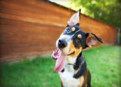 Thumbnail 56 of 61 - a dog sitting in the grass with its tongue hanging out