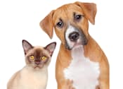 Thumbnail 21 of 23 - A brown and white dog and a Siamese cat are looking at the camera.