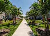 Thumbnail 61 of 83 - A concrete walkway is lined with palm trees and leads to a building.