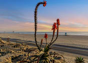 Thumbnail 31 of 64 - Beach view at Ocean Breeze Terrace Apartment, Huntington Beach