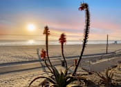 Thumbnail 39 of 64 - A sunset view with a plant in the foreground at Ocean Breeze Terrace Apartment, California