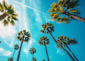 Thumbnail 3 of 10 - Palm trees reaching up towards a clear blue sky.