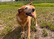 Thumbnail 39 of 67 - a dog on a leash in a field with an apartment building in the background  at Timber Ridge, Forest Lake, 55025
