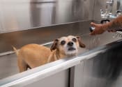 Thumbnail 23 of 32 - Dogs love The Leggett!