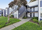 Thumbnail 34 of 47 - A tree in front of a building with a grey and white exterior. at Skyline Heights Apartments, California, 94015