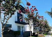 Thumbnail 14 of 39 - a sidewalk in front of an apartment building with flowering trees at Latitude Apartments at Mission Valley, San Diego, CA