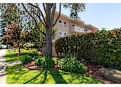 Thumbnail 5 of 8 - A tree in a front yard with a building in the background.