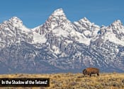 Thumbnail 16 of 17 - a cow grazing in the shadow of the tetons with mountains in the background