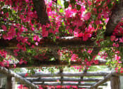 Thumbnail 21 of 30 - a covered walkway with pink flowers and benches