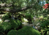 Thumbnail 28 of 30 - a moss covered tree over a stream in a garden