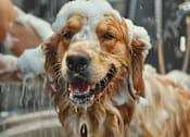 Thumbnail 21 of 22 - A golden retriever is being bathed in a self-service dog wash station by a person wearing jeans and a t-shirt