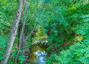 Thumbnail 4 of 50 - a creek in the middle of a lush green forestat Legacy at Cibolo, Boerne, 78006