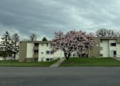 Thumbnail 30 of 38 - A tree with pink blossoms stands in front of apartment buildings.