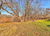 Thumbnail 21 of 25 - A field with trees and grass.