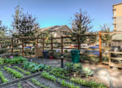 Thumbnail 30 of 37 - Pea Patch at Discovery Heights, Issaquah, WA, 98029