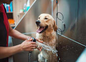 Thumbnail 21 of 85 - The Station at Malcolm Yards Dog Spa, Minneapolis, Minnesota