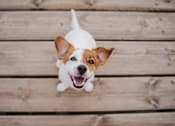 Thumbnail 22 of 22 - A small white and brown dog with a big smile looking up at the camera.