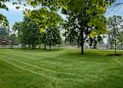 Thumbnail 24 of 28 - A tree with yellow leaves stands in a grassy field.