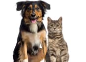 Thumbnail 10 of 10 - Dog and cat