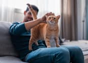 Thumbnail 9 of 24 - Man playing with cat on couch at Innsbrook Square, Glen Allen, VA