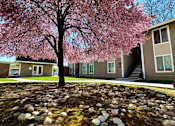 Thumbnail 3 of 16 - A tree with pink blossoms stands in front of a building.