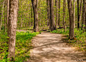 Thumbnail 59 of 61 - A dirt path winds through a forest of tall trees.