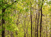 Thumbnail 61 of 61 - A dirt path winds through a forest of trees with green leaves.