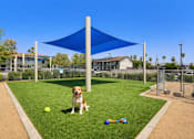 Thumbnail 8 of 28 - A dog is sitting on the grass under a blue shade structure.
